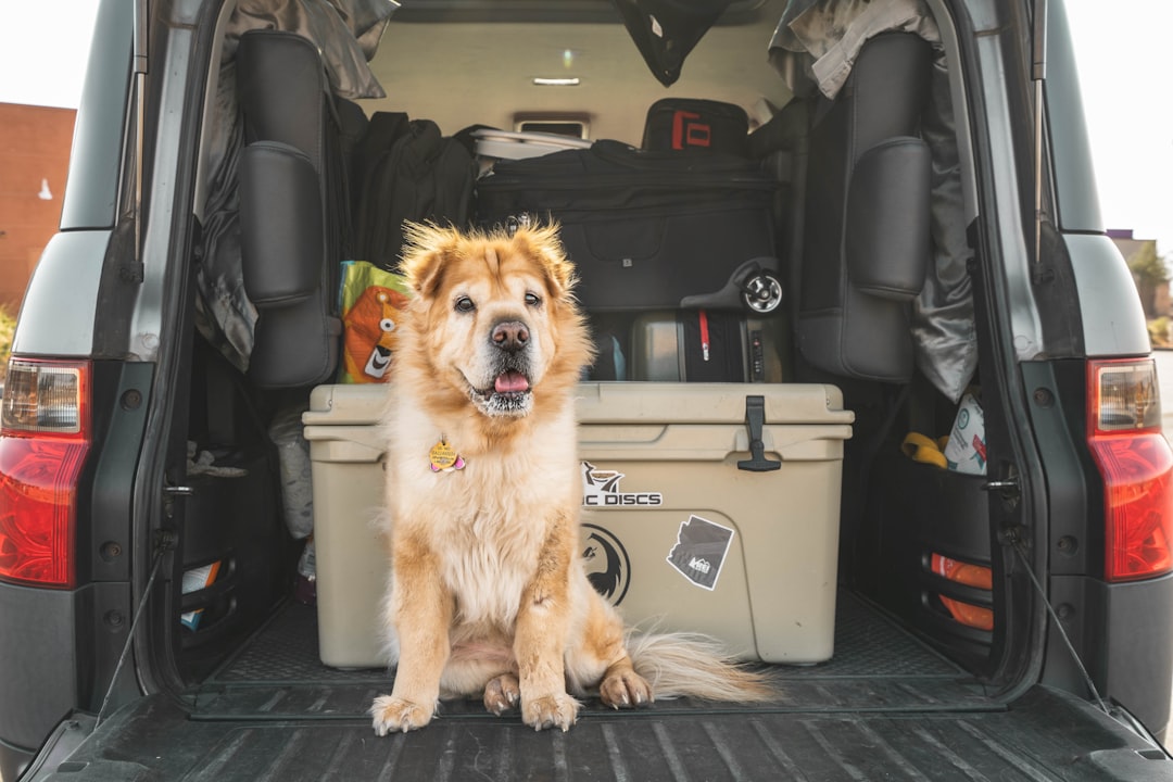 A trail dog standing next to a dusty overlanding rig on a remote forest road